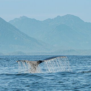 Tofino - Humpback whale